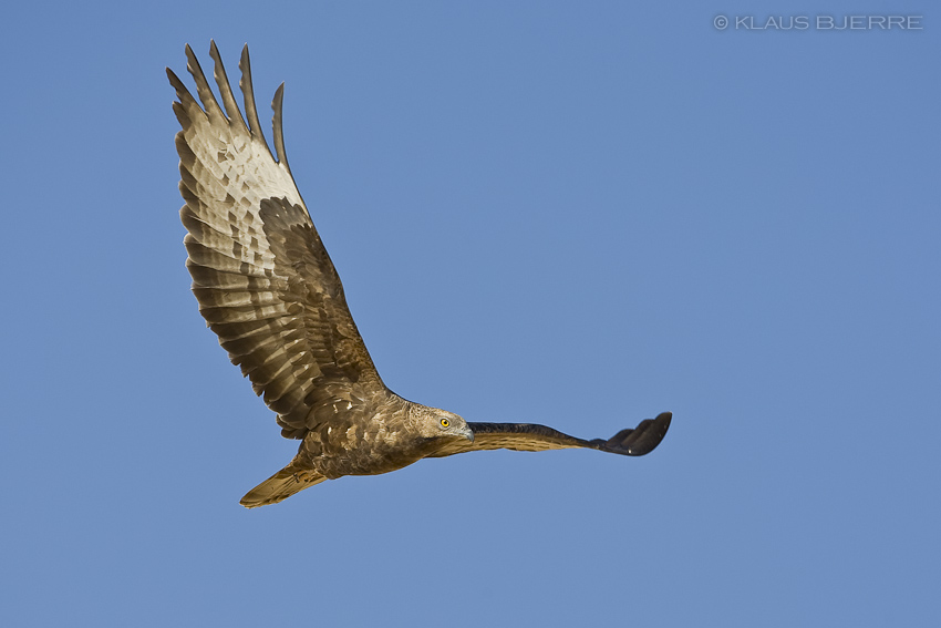 Honey Buzzard_KBJ4812.jpg - Honey Buzzard female - Eilat Mountains